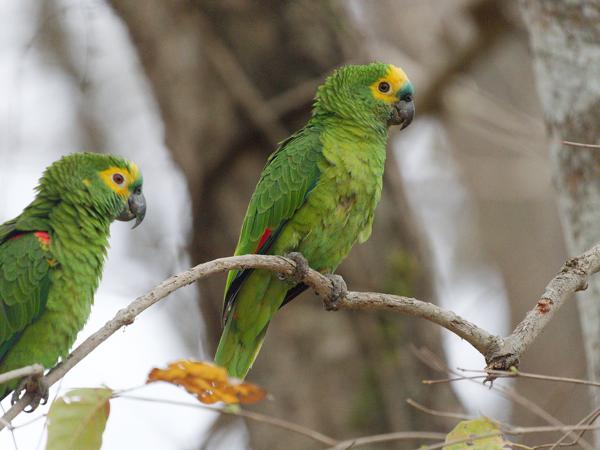 Blauwvoorhoofdamazone (Amazona aestiva)
